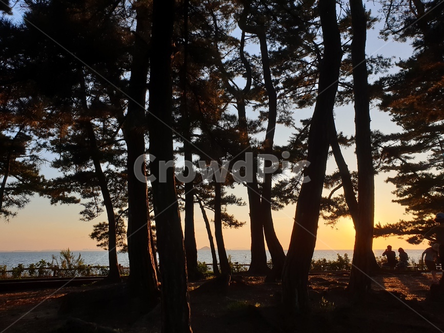 nature,자연,tree,나무,plant,식물,light,빛,outdoors,옥외,노을,바닷가,자연,풍경,nature,landscape,flare,플레어