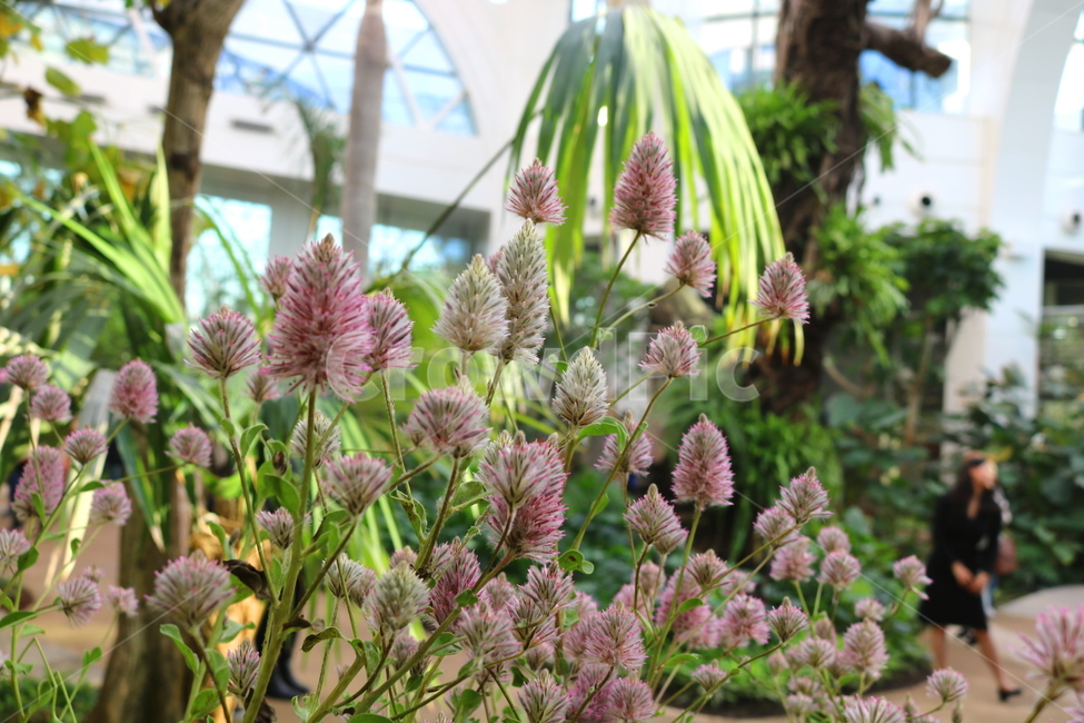 프틸로투스,꽃,프틸로투스꽃,식물,자연,비름과,식물원,식물,자연,plants,nature,꽃,flower