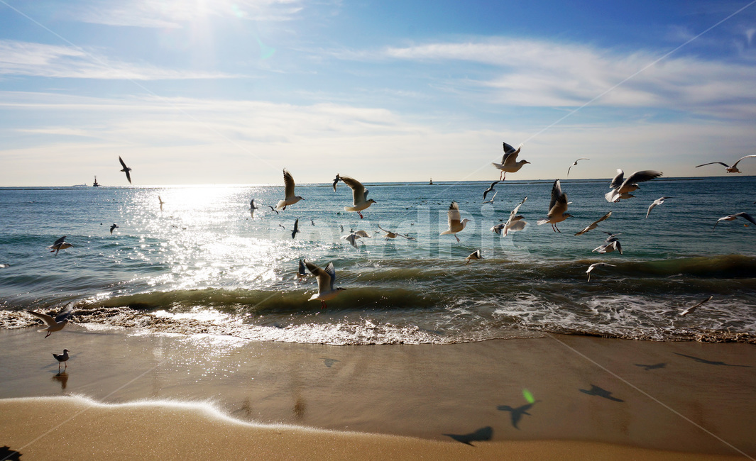 부산,해운대,갈매기,바다,새,동물,animal,조류,새,birds