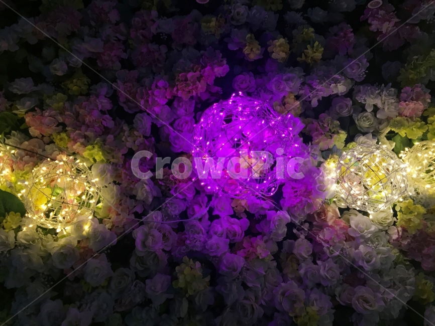 꽃,전구,대비,불빛,꽃밭,꽃,flower