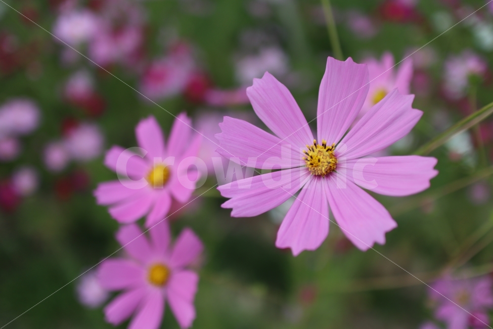 가을,코스모스,하동,꽃사진,배경화면,가을,계절,fall,autumn,season,식물,자연,plants,nature,꽃,flower,plant,daisy,데이지,daisies,blossom