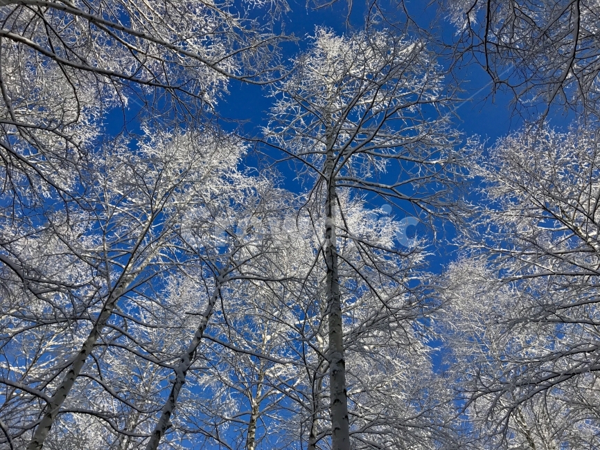 인제,자작나무,눈,하늘,아침,겨울,계절,winter,season,자연,풍경,nature,landscape,식물,plants,나무,trees,wood,outdoors,옥외