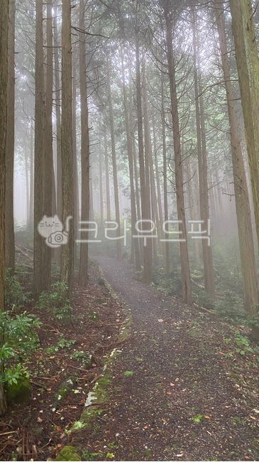 일본산,안개,대나무,몽환적,신비적