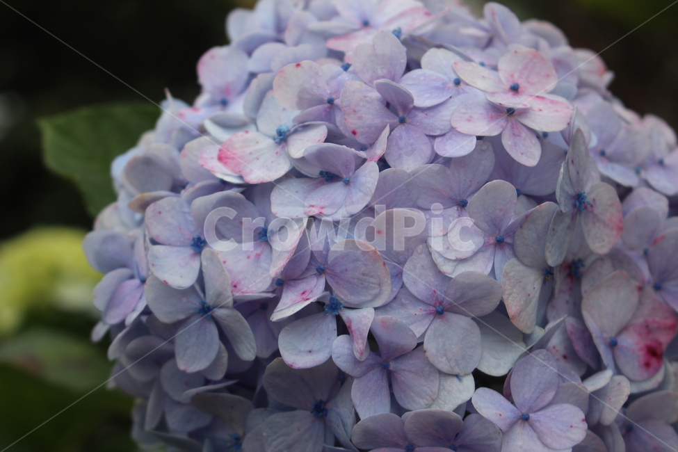 수국,보라색,보라빛,풍성한꽃,아름다운꽃,접사,식물,자연,plants,nature,꽃,flower