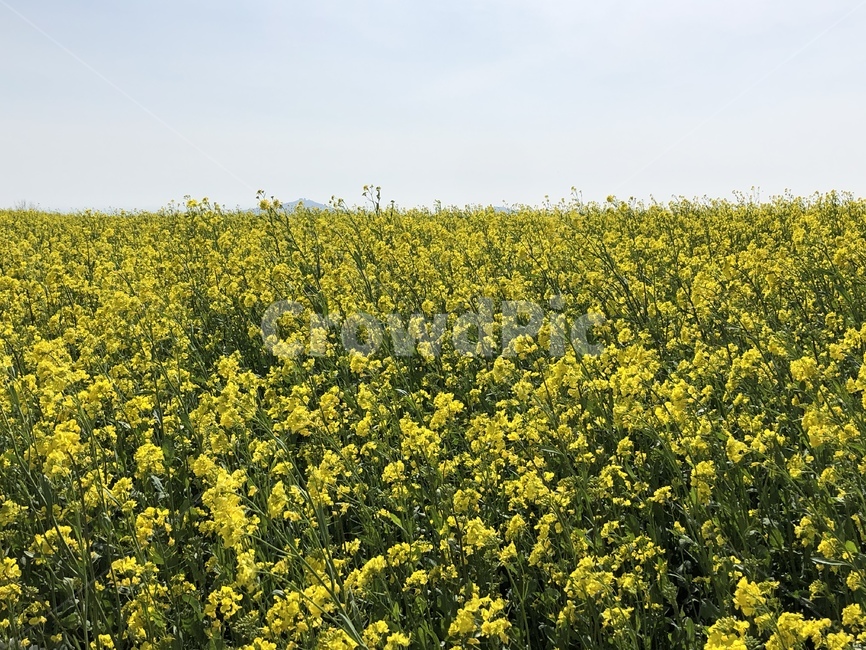제주도,유채꽃,plant,식물,grassland