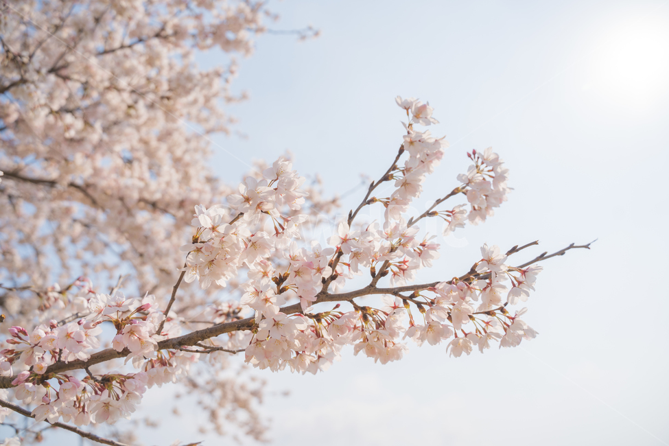 봄,벚꽃,spring,꽃,따뜻함,봄꽃,cherryblossom,경주,korea,flower,flowers,봄,계절,spring,season,plant,식물,blossom