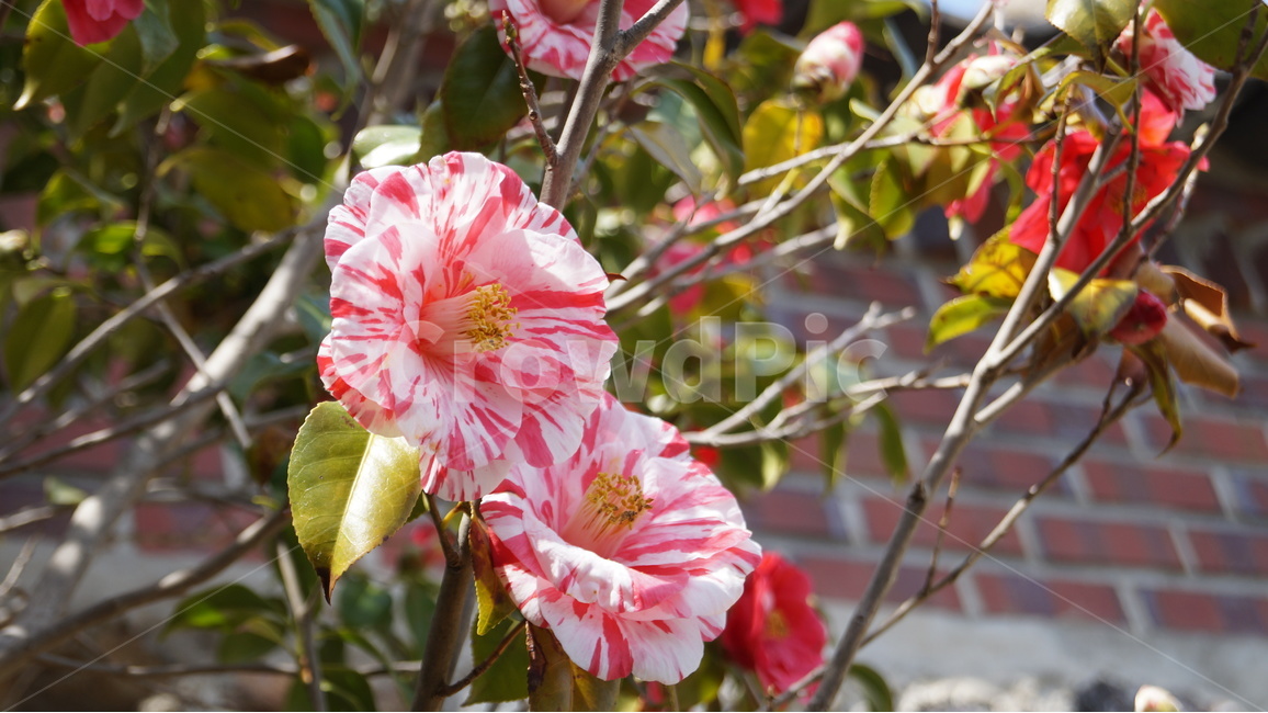 동백,동백꽃,꽃,자연,풍경,식물,자연,plants,nature,꽃,flower