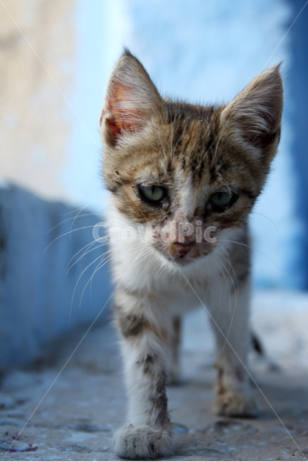 고양이,고양이사진,동물,동물사진,길고양이,길고양이사진,골목길,귀여운,귀여움,새끼고양이,동물,animal,포유류,mammal,고양이,cat,kitten,kitty