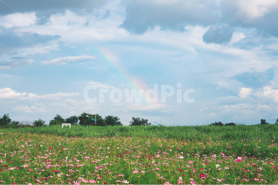 하늘,무지개,구름,풍경,레인보우,하늘공원,자연,풍경,nature,landscape,감성,sensible,feeling,grassland,목초지,field,들,outdoors,옥외,rural,농촌,farm,농장,meadow
