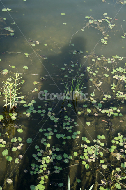 수생식물,공원,컬러,초록,여름,그림자,식물,자연,plants,nature