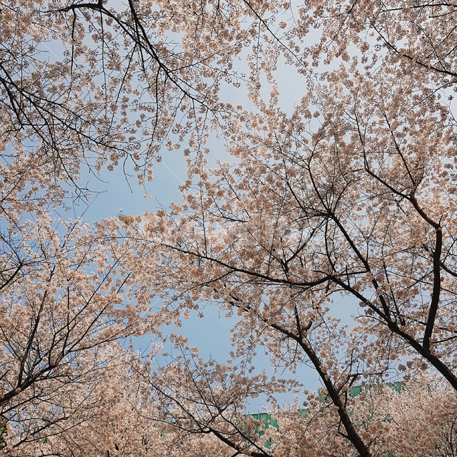 봄,벚꽃,풍경,나무,분홍색,핑크,식물,분홍,봄,계절,spring,season,자연,풍경,nature,landscape,plant,blossom,꽃,cherry blossom,flower