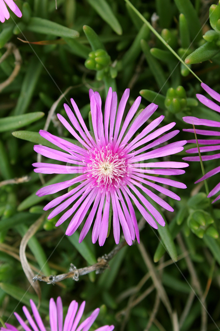 colorful,flower,garden,green,natural,nature,pink,plant,purple,violet,꽃,생화,식물,그린,녹색,정원,공원,핑크,분홍색,퍼플,보라색,자연,탑앵글,탑뷰,풀,꽃잔디,잔디,잔디밭,플라워,클로즈업,송엽국,식물,자연,plants,nature,꽃,flower