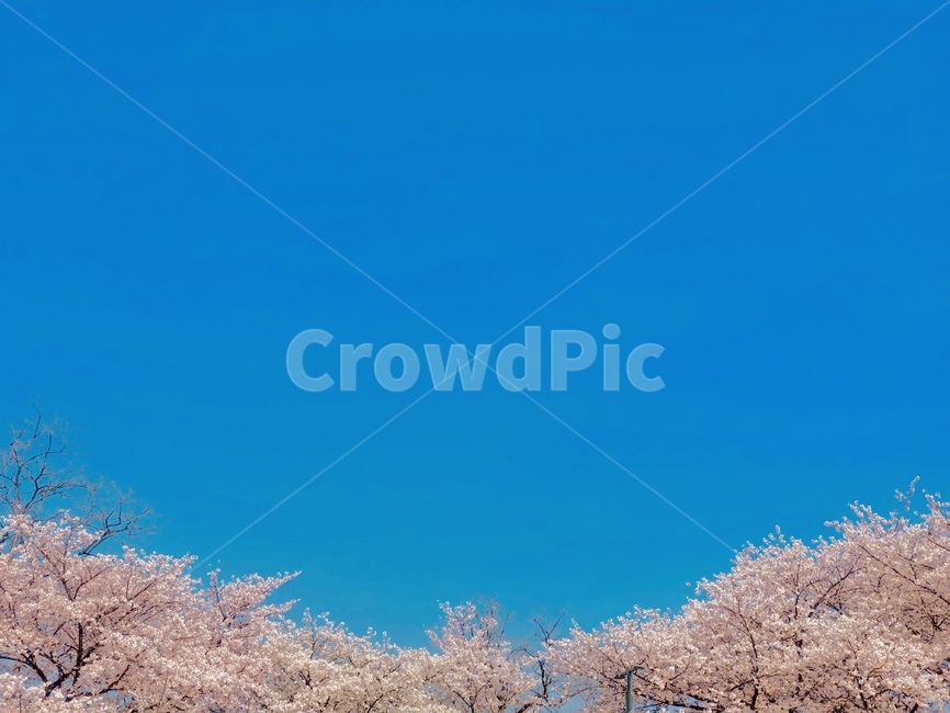 벚꽃,꽃,봄,자연,하늘,cherryblossom,blossom,flower,spring,nature,sky,봄,계절,spring,season,plant,식물,cherry blossom