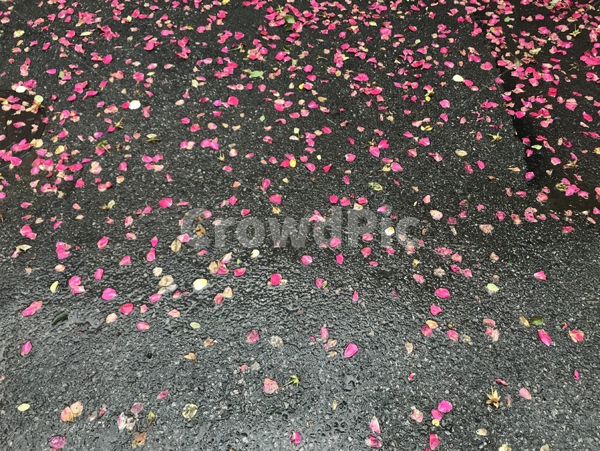 꽃잎,떨어진,비,바닥,길거리,비오는날,젖은,꽃,이파리,잎,나뭇잎,식물,rain,flower,rainy,street