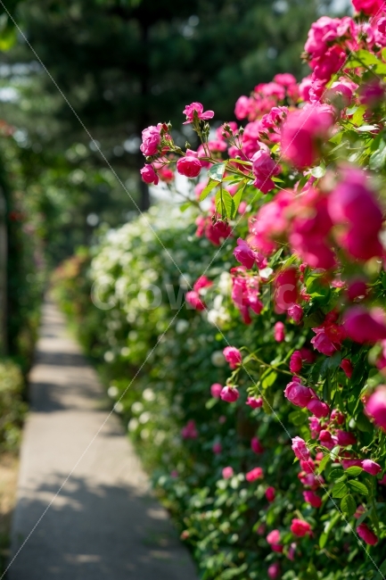 꽃사진,장미,flower,rose,장미꽃,장미축제,공원,식물,핑크,아웃포커스,중랑천,꽃터널,산책로,flowerpic,rosepic,park,pink,green,outfocus,식물,자연,plants,nature,꽃,flower