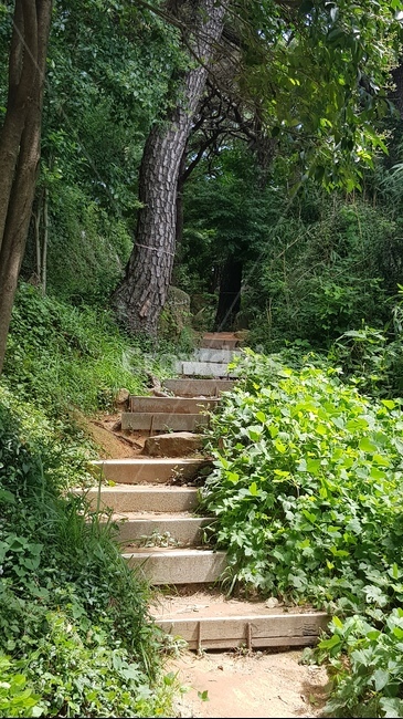 산속,계단,돌계단,숲속,산
