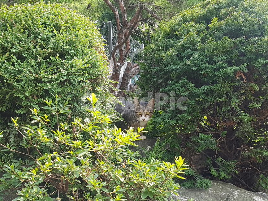자연,고양이,길고양이,nature,plant,식물,straycat,cat