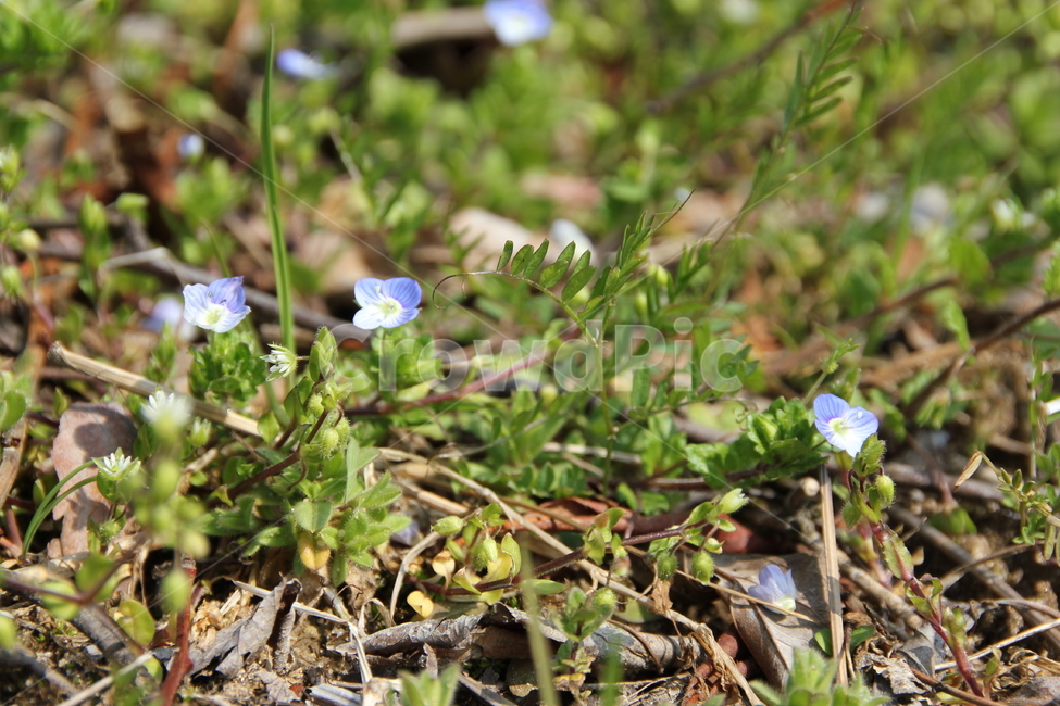 들꽃,꽃,자연,풍경,봄,봄,계절,spring,season,식물,자연,plants,nature,꽃,flower,plant,blossom,arenaria,아레나 리아