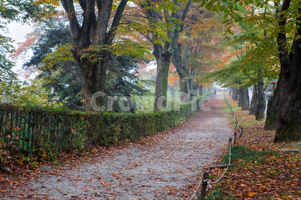가을길,길,낙엽,단풍,나무,tree,잎,leaf,가을,계절,fall,autumn,season,자연,풍경,nature,landscape,식물,plants,나무,trees,wood,plant,tree trunk,나무 줄기