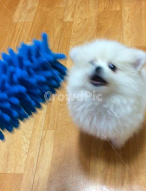 청소,강아지,애견,용품,포메라니안,가족,반항,사랑,동물,animal,포유류,mammal,개,강아지,dog,doggy