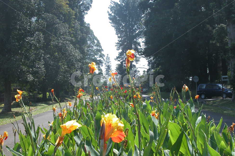 인도네시아,보고르,보고르식물원,꽃,나무,indonesia,bogor,bogorbotanicgarden,flowers,trees,flower,tree