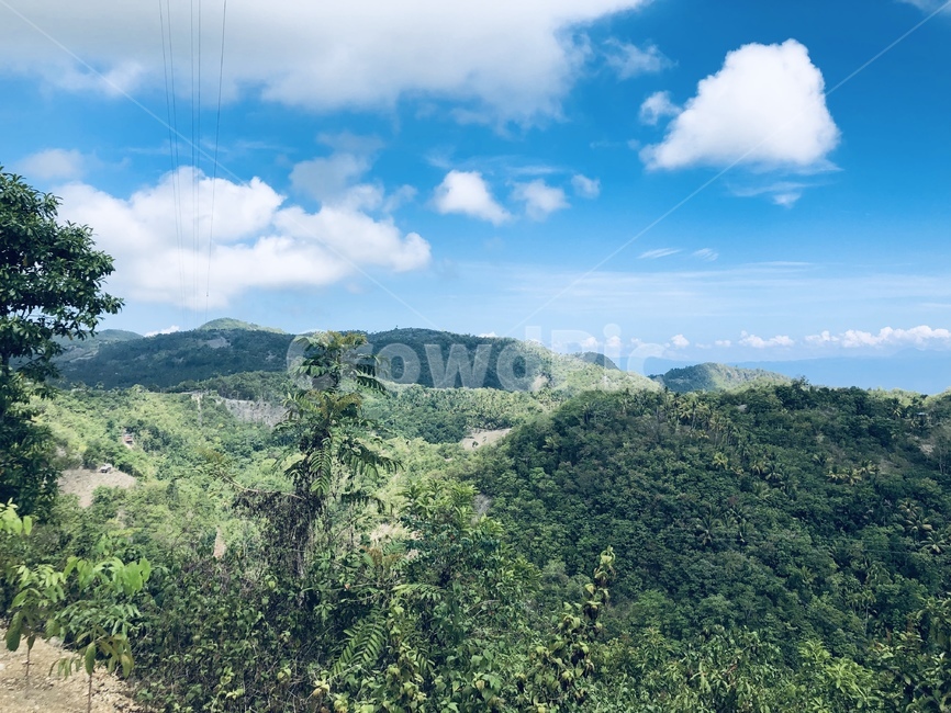열대우림,rainforest,plant,식물,tree,outdoors,옥외,nature,자연,나무,vegetation,초목,land,자연,풍경,nature,landscape,땅,열대 우림