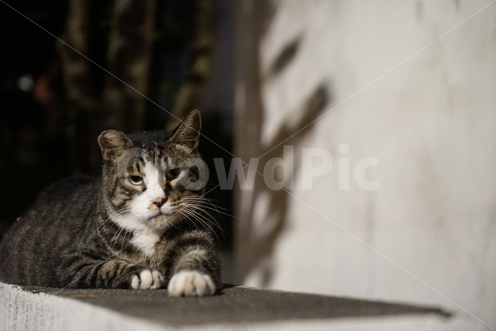 고양이,길고양이,길냥이,야옹이,동물,NTR,밤,동물,animal,포유류,mammal,고양이,cat,kitten,kitty