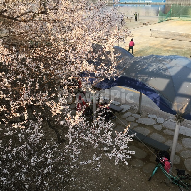봄,벚꽃,하늘,sky,cherryblossom,flowers,풍경,봄꽃,벚꽃나무,계절,springseason,식물,자연,plants,nature,꽃,flower,나무,trees,wood,감성,sensible,feeling,푸른하늘,spring,봄감성,blossom,강,산책,햇빛,봄풍경,대구,korea,신천,배드민턴,운동