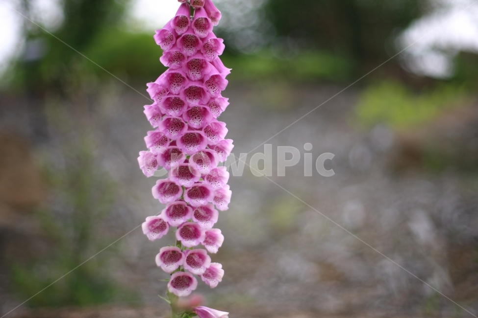 식물,꽃,식물원,자연,풍경,식물,자연,plants,nature,꽃,flower