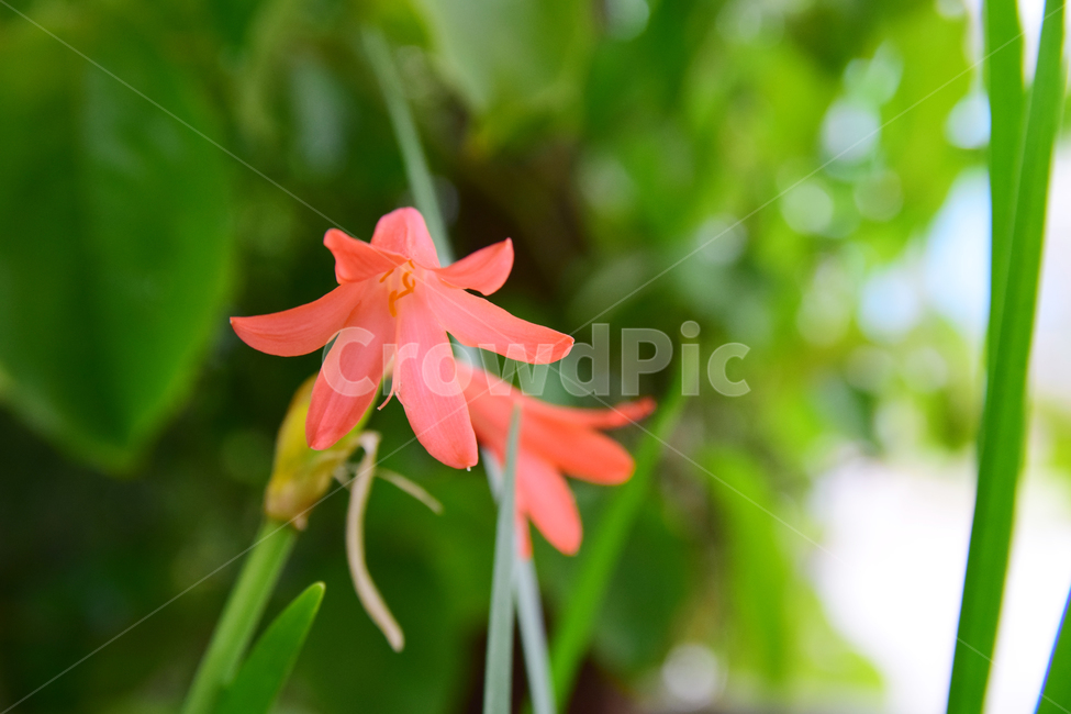 키르탄서스,키르탄투스,식물,꽃,주황꽃,plant,flower,blossom,식물,자연,plants,nature,꽃,flower