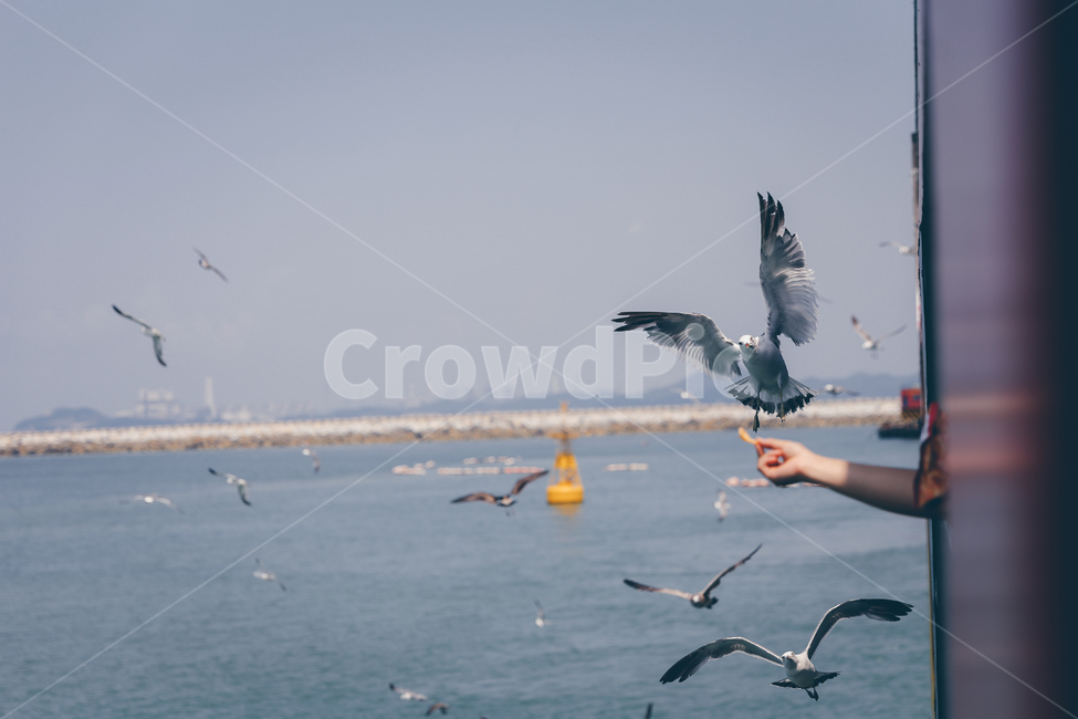 갈매기,새,동물,바다,손,동물,animal,조류,새,birds
