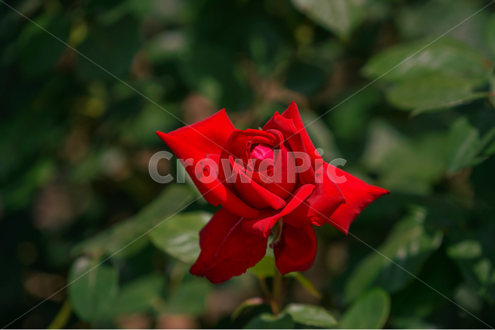 장미,5월의여왕,빨강,붉은장미,장미공원,대구,red,rose,roses,두류공원,이곡장미공원,꽃,봄,여름,식물,자연,plants,nature,꽃,flower