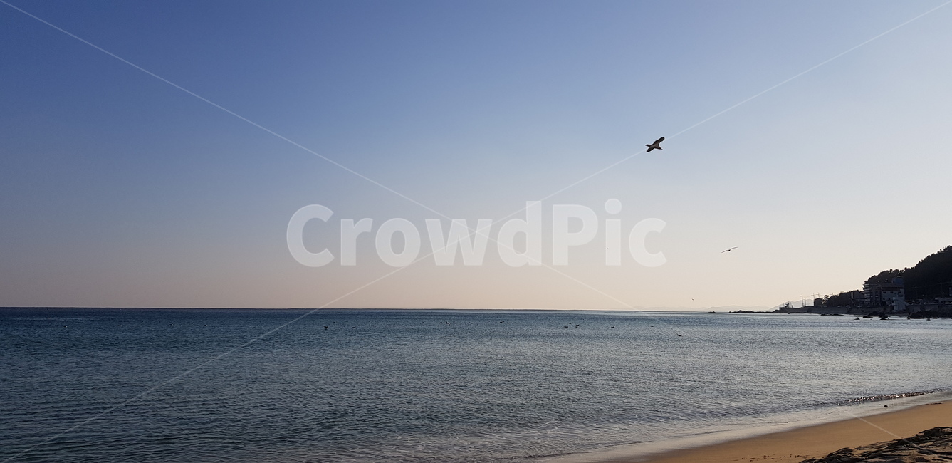 하늘,바다,동해바다,수평선sea,blue,sky,자연,풍경,nature,landscape,bird,새,animal,동물,adventure,모험,leisure activities,레저 활동,sea,water,물,outdoors,옥외,ocean,대양