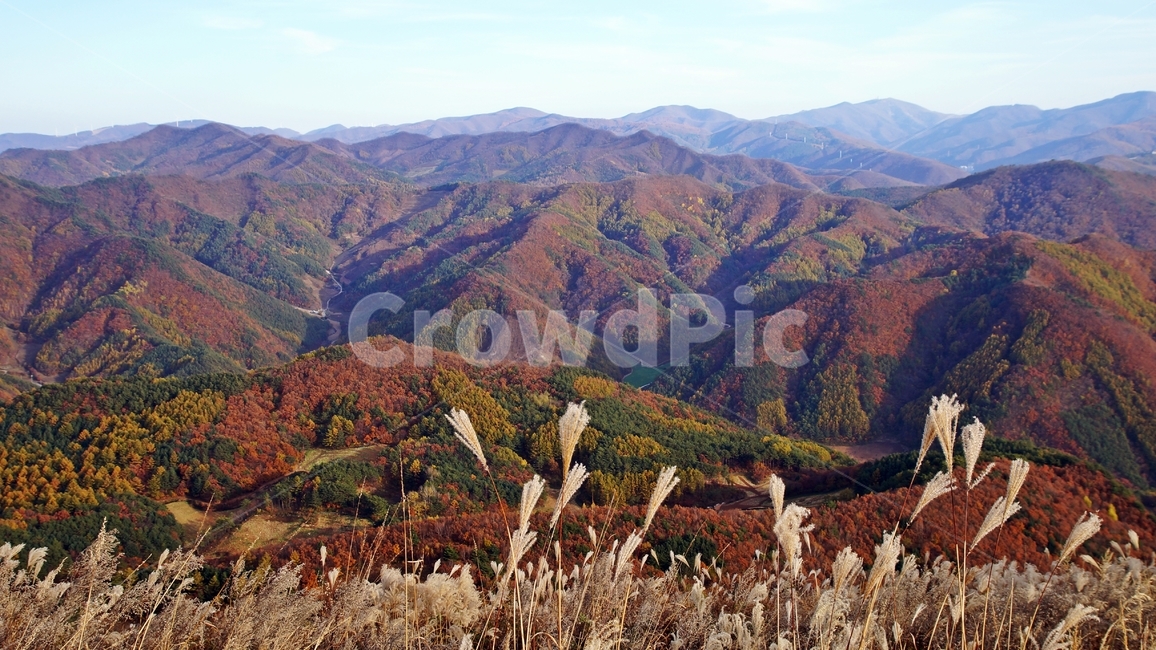 가을,산,단풍,억새,민둥산,강원도,정선,autumn,mountain,silvergrass