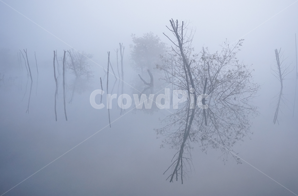 호수,안개,저수지,나무,물안개,식물,자연,풍경,여명,새벽,자연,풍경,nature,landscape,weather,날씨,outdoors,옥외