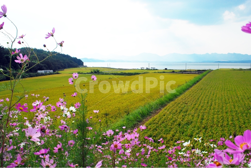 남도여행,가을,추수,곡식,논둑,코스모스,가을꽃,가을,계절,fall,autumn,season,자연,풍경,nature,landscape,시골,마을,country,rural,town,field,들,outdoors,옥외,grassland,목초지