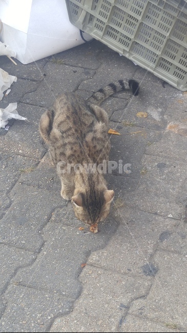 고양이,길고양이,동물,아기고양이,들고양이,동물,animal,포유류,mammal,고양이,cat,kitten,kitty