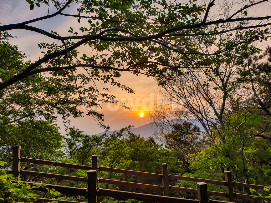 일몰,나무,sunlight,햇빛,sunset,nature,outdoors,자연,옥외,0