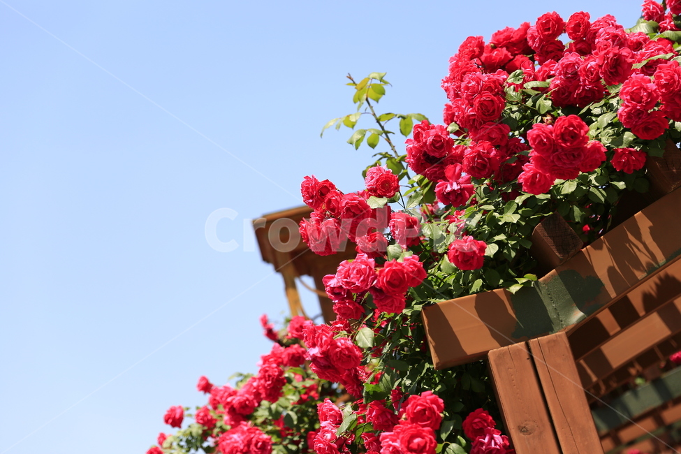 장미,꽃,여름,열정,flower,rose,화단,조경,빨강,식물,자연,plants,nature,꽃,flower