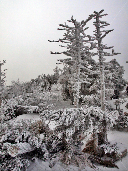 한라산,설화,눈꽃,눈,겨울,풍경,설원,설경,산,자연,제주도,겨울,계절,winter,season