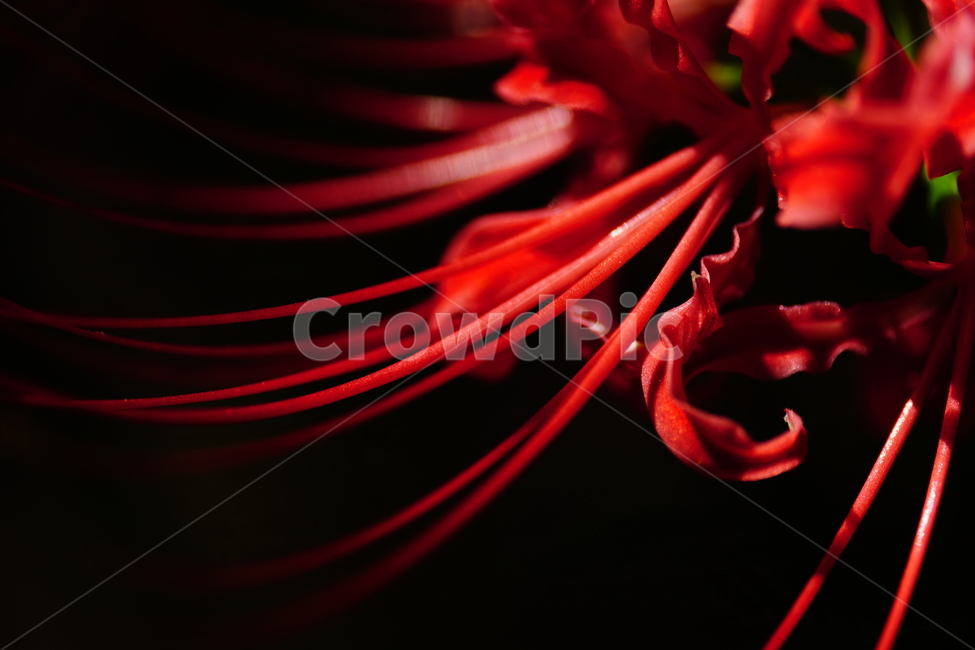 꽃무릇,꽃,식물,플라워,flower,자연,nature,plants,9월,가을,fall,autumn,september,꽃밭,화단,closeup,접사,매크로,마크로,macro,꽃사진,가을꽃,식물,자연,plants,nature,꽃,flower