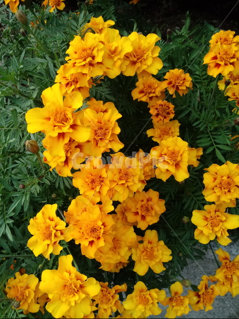 plant,flower,식물,꽃,blossom,금잔화,메리골드,식물,자연,plants,nature,꽃,flower