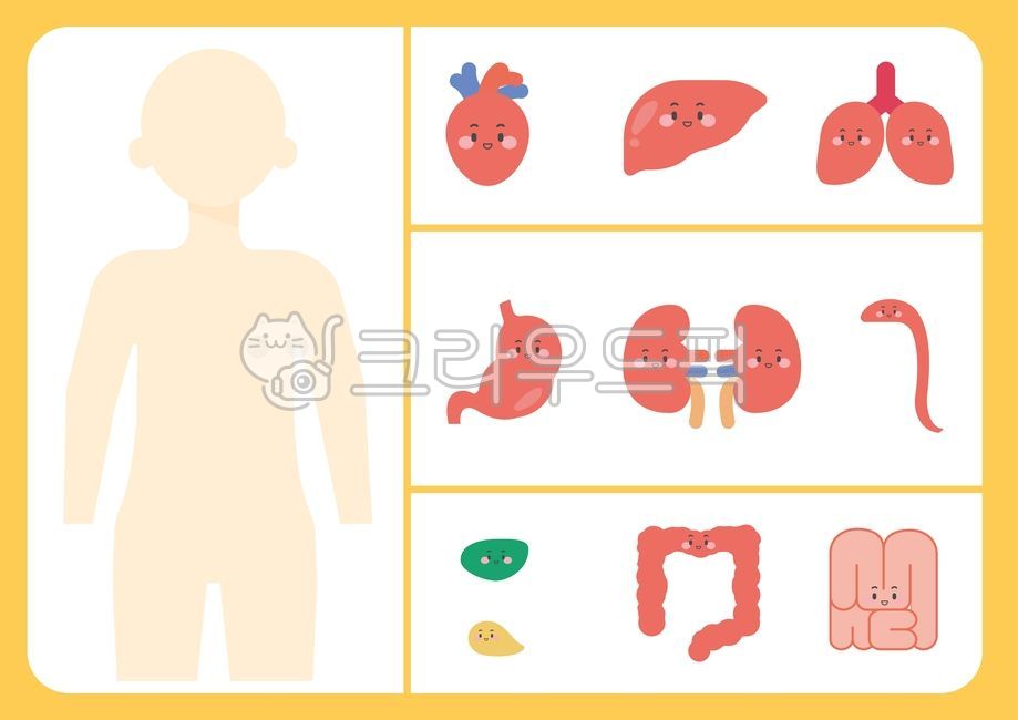 인체,사람,인체일러스트,일러스트,그래픽,교육자료,유치원교육자료,어린이집교육자료,몸속일러슽,소화기관,기관,심장,간,위,기관일러스트,소화기관일러스트,그림,기관그림,인체그림,장기,장기일러스트