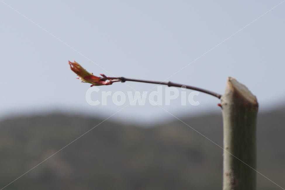 봄,4월,나무,새순,하늘,나뭇가지,맑음,봄,계절,spring,season,식물,자연,plants,nature,animal,동물,bird,새,flying,나는