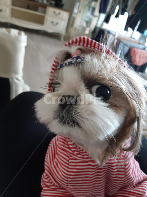 모자쓴강아지,강아지,시츄,둥이,귀여운강아지,동물,animal,포유류,mammal,개,강아지,dog,doggy