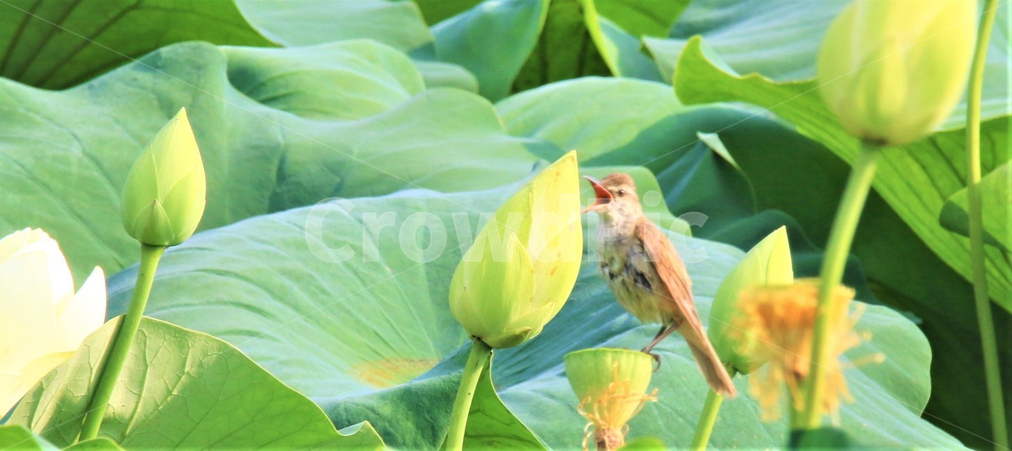 연꽃,개개비,새,bird,동물,조류,새,birds