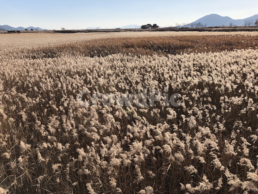 순천만,습지,갈대,reed,갈대군락지,겨울,winter,맑음