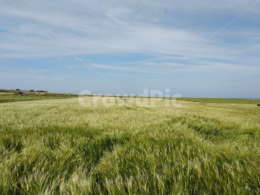 청보리,청보리밭,풍경,들판,바다,가파도,섬,푸른,자연,자연,풍경,nature,landscape,field,들,grassland,목초지,outdoors,옥외