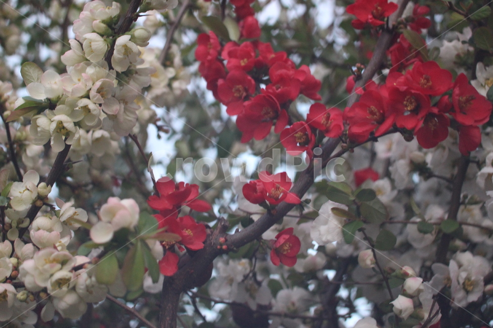 꽃,벚꽃,꽃사진,접사,하늘,봄,계절,spring,season,식물,자연,plants,nature,꽃,flower,감성,sensible,feeling,plant,blossom