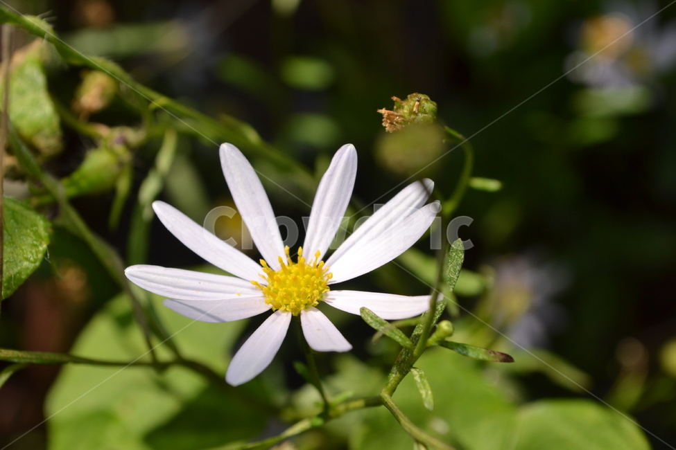 flower,꽃,봄,자연,들꽃,식물,자연,plants,nature,꽃,flower